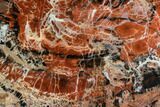 Red/Black Petrified Wood (Araucarioxylon) Slab - Arizona #112022-1